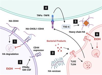 Hyaladherins May be Implicated in Alcohol-Induced Susceptibility to Bacterial Pneumonia